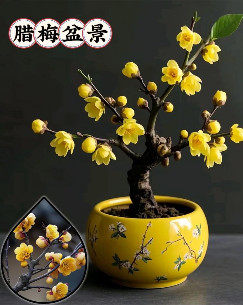腊梅花怎么养，红色腊梅花怎么养-第3张图片-优品飞百科