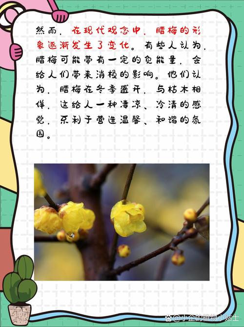 腊梅花怎么养，红色腊梅花怎么养-第5张图片-优品飞百科