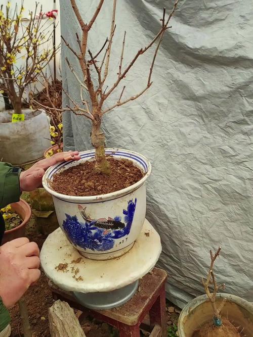腊梅花怎么养，红色腊梅花怎么养-第6张图片-优品飞百科