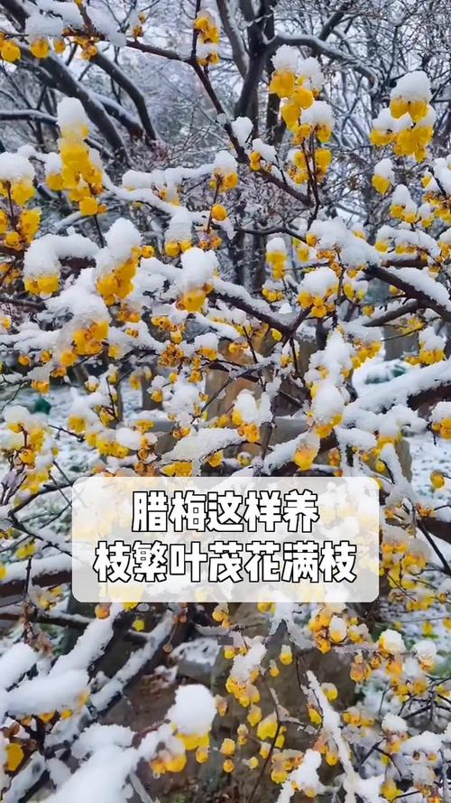 腊梅花怎么养，红色腊梅花怎么养-第7张图片-优品飞百科