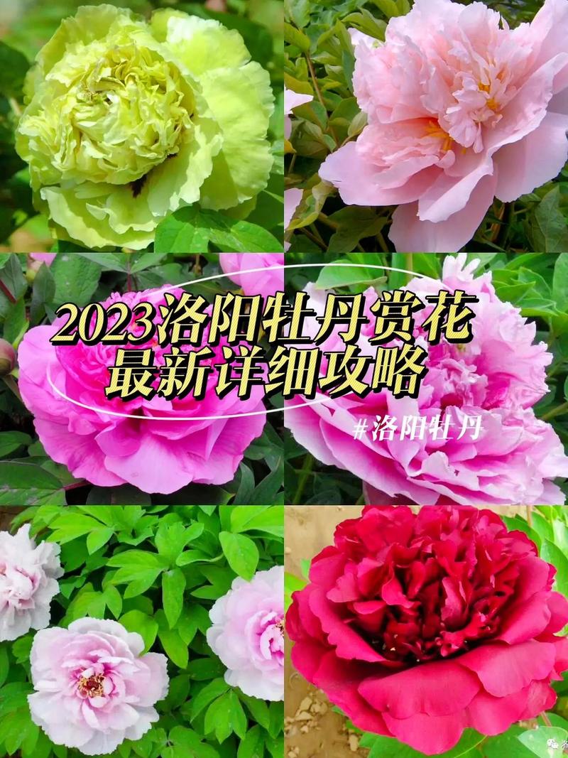 牡丹花几月份开花？河南牡丹花几月份开花？
