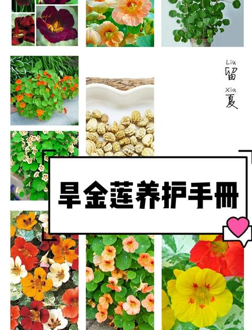 旱金莲春天可以种植吗，旱金莲能过冬吗?
