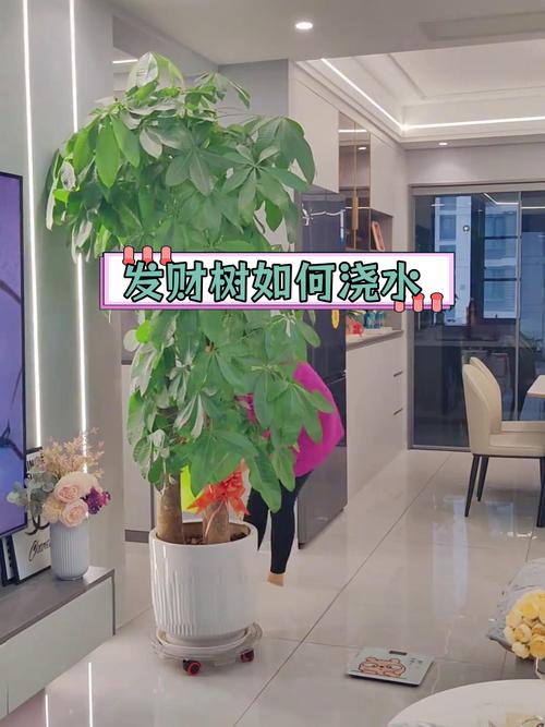发财树浇什么水比较好，发财树用啥水浇比较好？