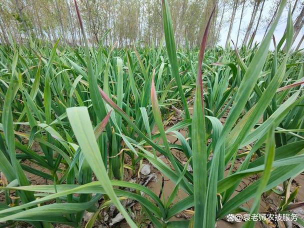 什么时候种大蒜最合适，12月份种大蒜来得及吗