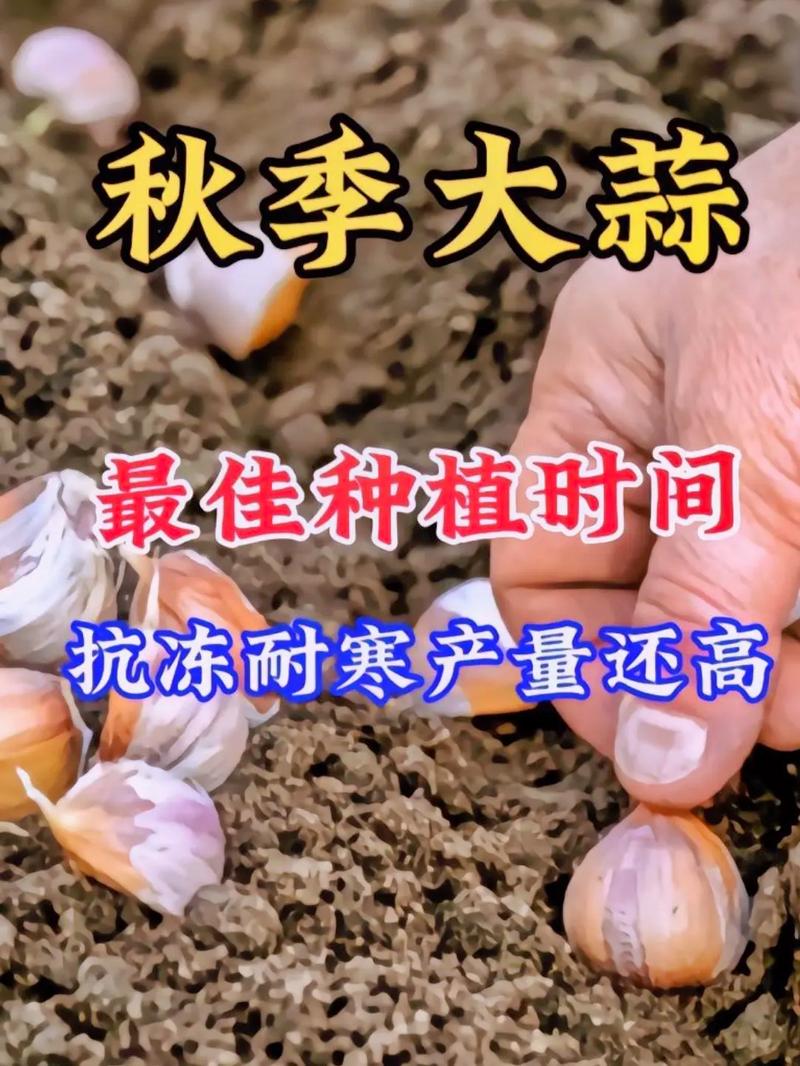 什么时候种大蒜最合适，12月份种大蒜来得及吗-第2张图片-优品飞百科