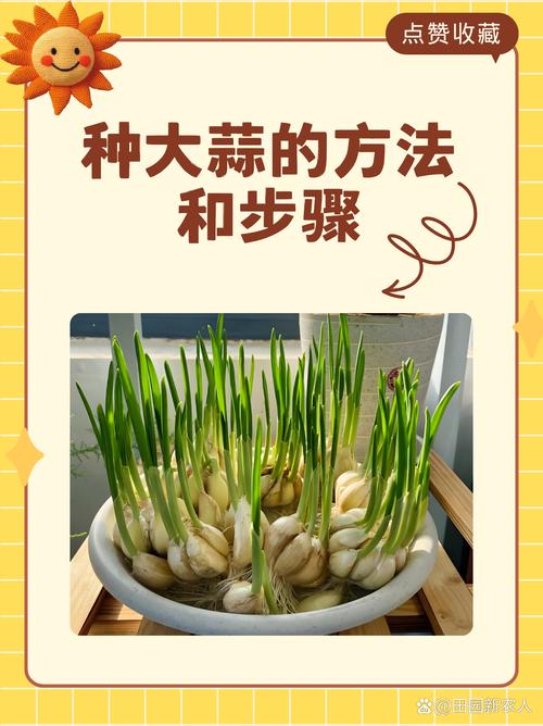 什么时候种大蒜最合适，12月份种大蒜来得及吗-第3张图片-优品飞百科