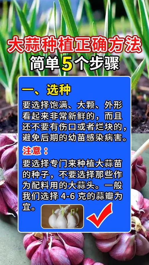 什么时候种大蒜最合适，12月份种大蒜来得及吗-第4张图片-优品飞百科