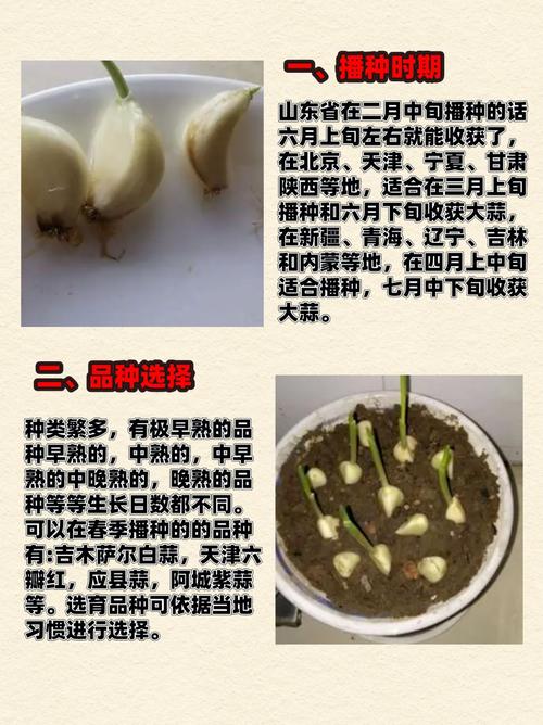 什么时候种大蒜最合适，12月份种大蒜来得及吗-第5张图片-优品飞百科