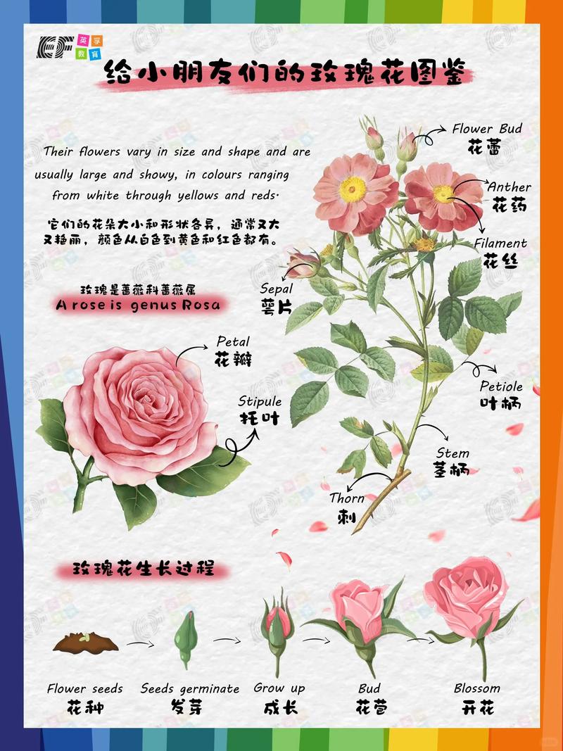 玫瑰花的繁殖方法，玫瑰花繁殖方式-第4张图片-优品飞百科