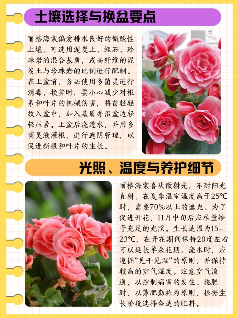 丽格海棠开完花后处理，丽格海棠花后怎么处理？