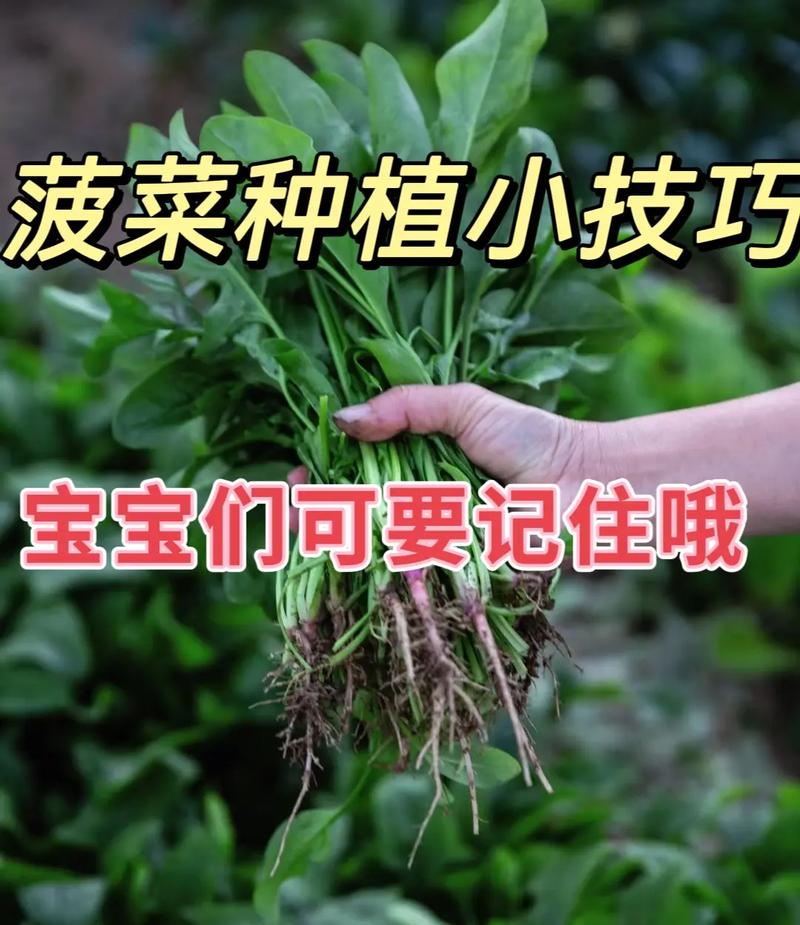 菠菜怎么种植发芽快，菠菜怎么种植发芽快一点？