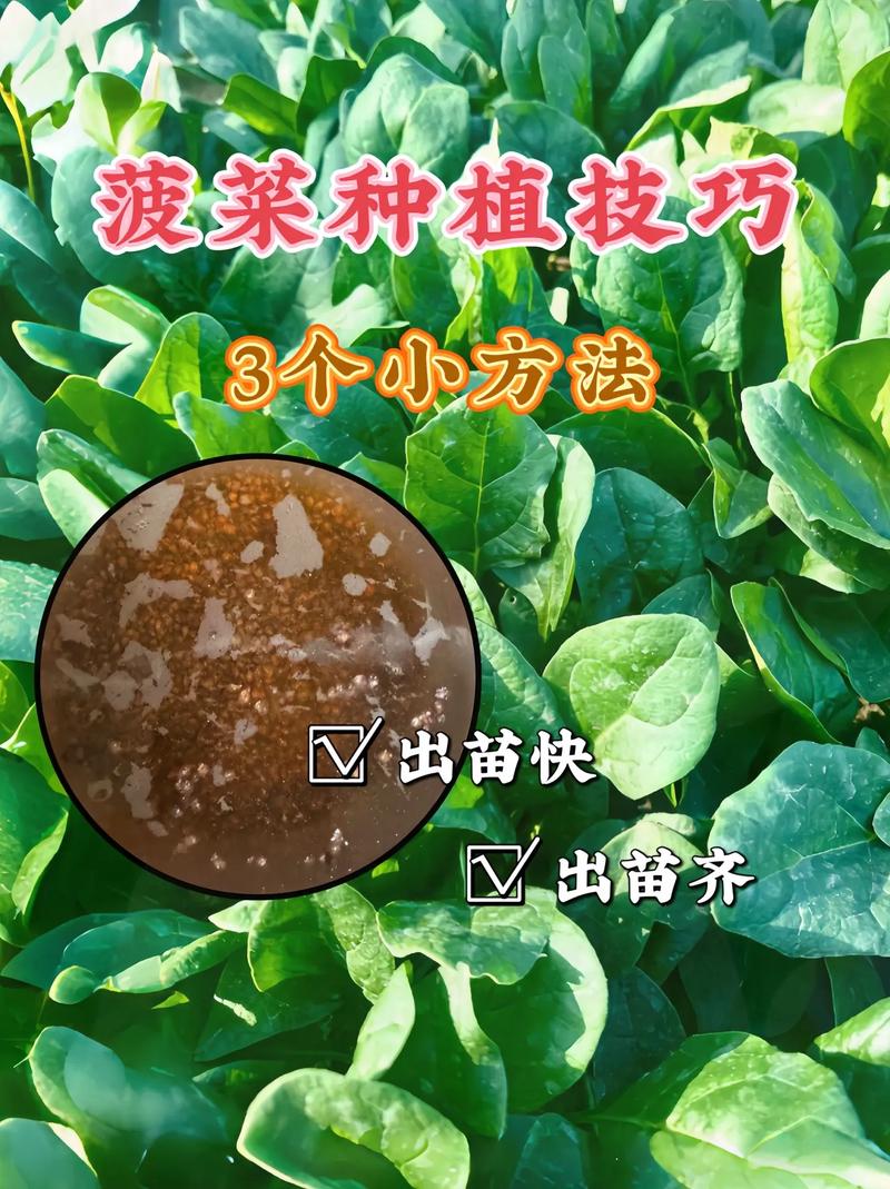 菠菜怎么种植发芽快，菠菜怎么种植发芽快一点？-第2张图片-优品飞百科