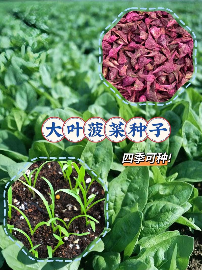 菠菜怎么种植发芽快，菠菜怎么种植发芽快一点？-第3张图片-优品飞百科