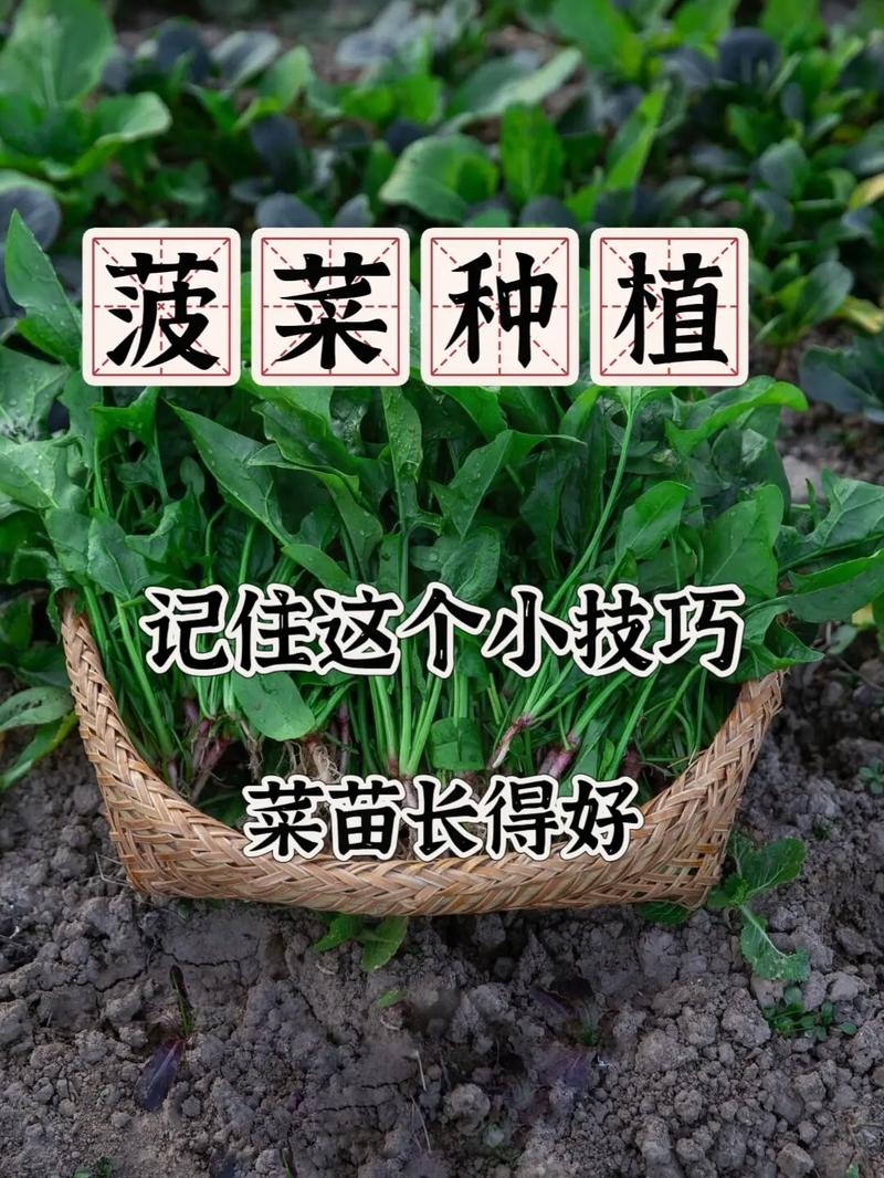 菠菜怎么种植发芽快，菠菜怎么种植发芽快一点？-第4张图片-优品飞百科