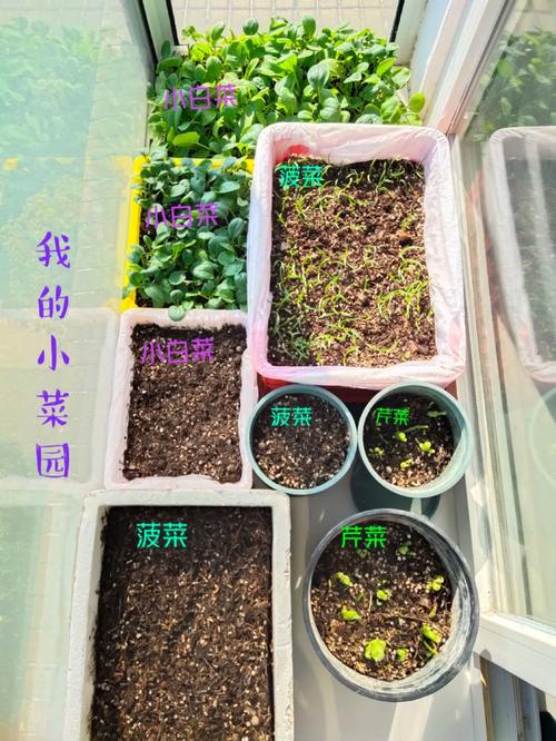 菠菜怎么种植发芽快，菠菜怎么种植发芽快一点？-第5张图片-优品飞百科