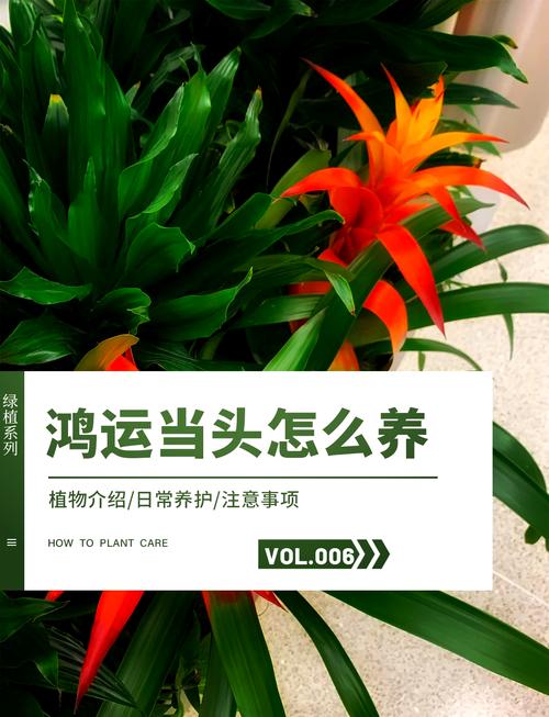 如何挑选购买鸿运当头？鸿运当头哪个品种好看？