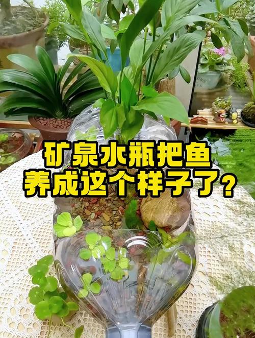 水培瓶里放条鱼？水培花盆养鱼？