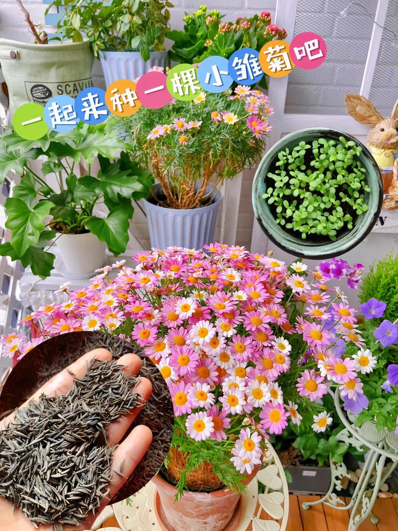 雏菊的养殖方法和注意事项，宝莲灯小雏菊的养殖方法和注意事项