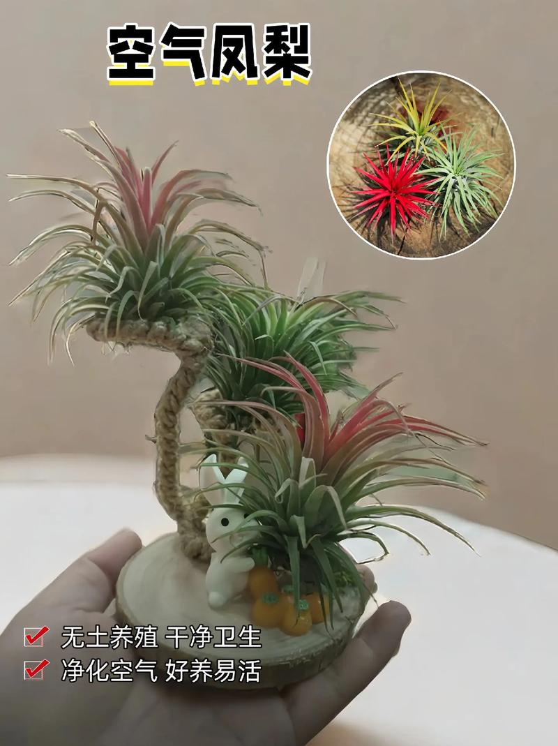 空气凤梨秋天怎么养，空气凤梨秋冬天养护