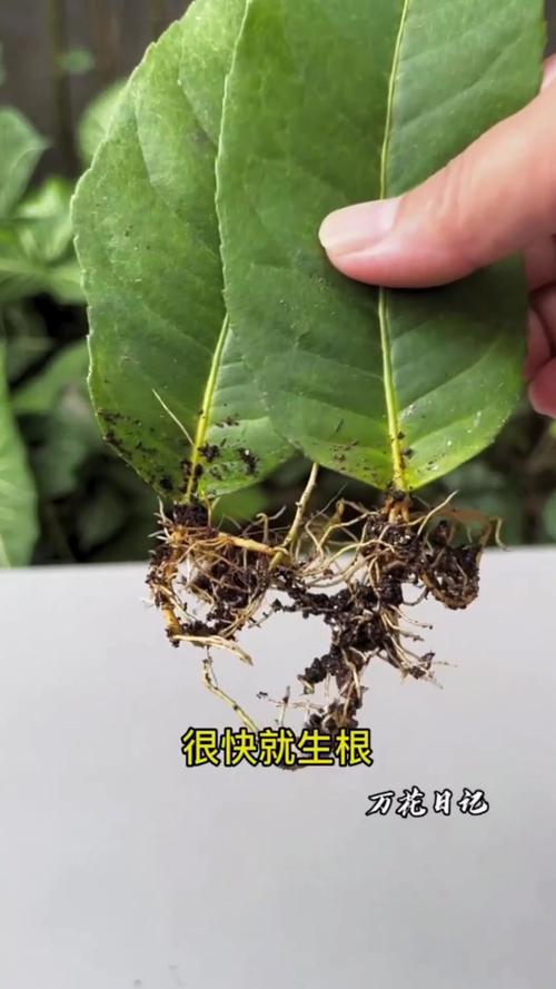 常青藤怎么插活，常青藤怎么扦插?？