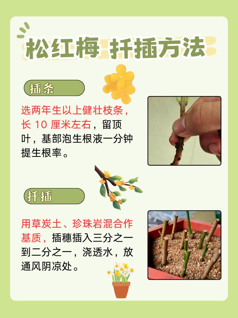 梅花冬天怎么养，梅花冬天怎么养护和浇水-第3张图片-优品飞百科