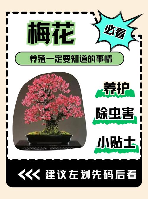 梅花冬天怎么养，梅花冬天怎么养护和浇水-第4张图片-优品飞百科