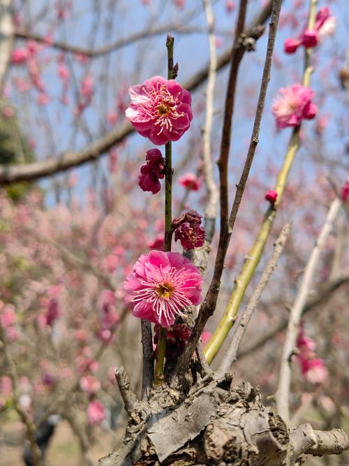 梅花冬天怎么养，梅花冬天怎么养护和浇水-第6张图片-优品飞百科