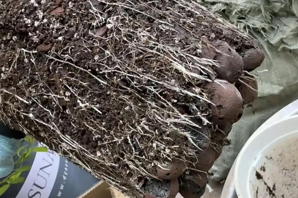 绿萝浇水可以加大豆油吗？绿萝能浇油吗？-第3张图片-优品飞百科