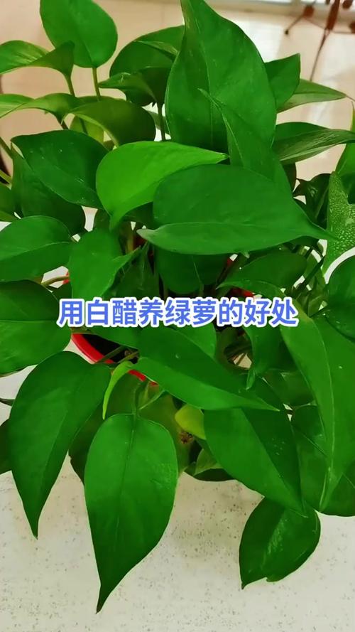 绿萝浇水可以加大豆油吗？绿萝能浇油吗？-第5张图片-优品飞百科