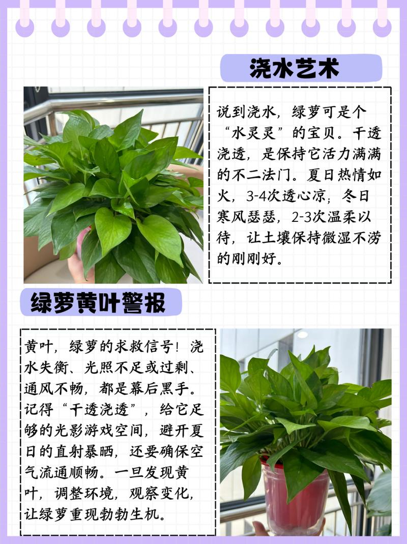 绿萝浇水可以加大豆油吗？绿萝能浇油吗？-第7张图片-优品飞百科