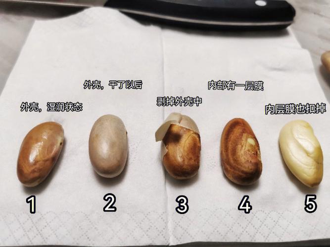 菠萝蜜种子盆栽的教程？菠萝蜜种子怎么种盆栽 方法？