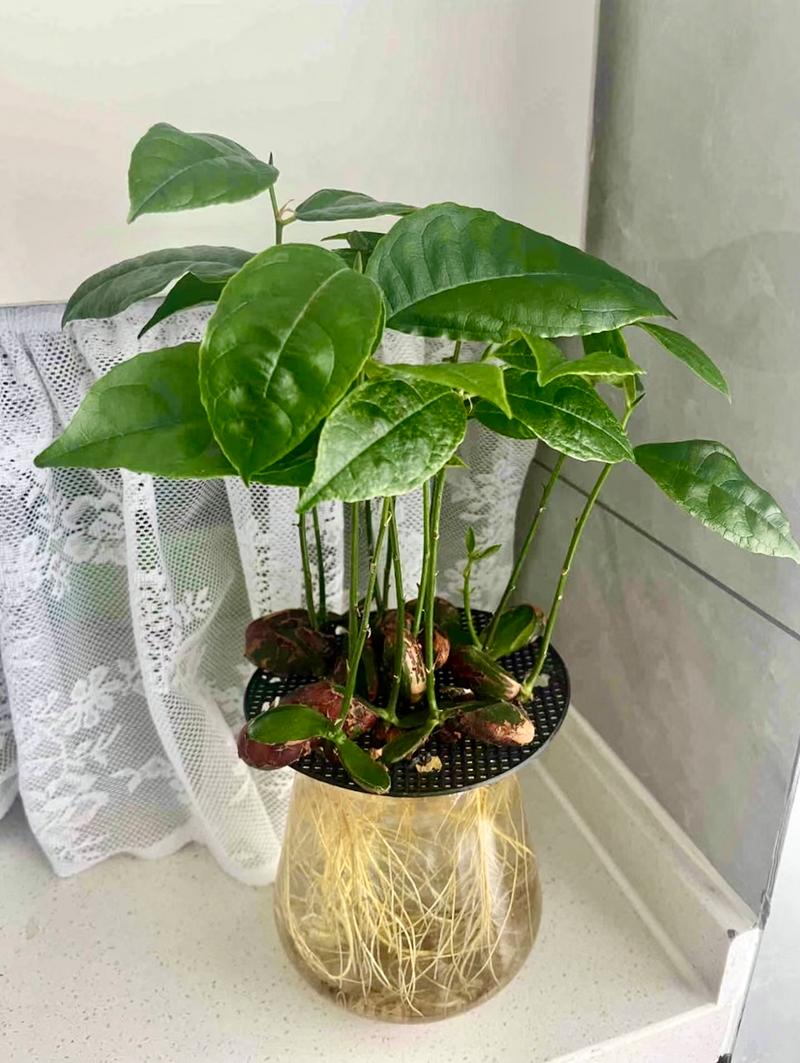 菠萝蜜种子盆栽的教程？菠萝蜜种子怎么种盆栽 方法？-第2张图片-优品飞百科