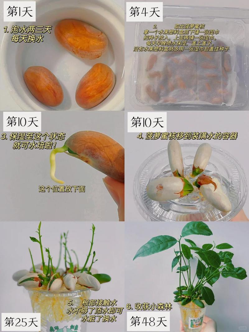 菠萝蜜种子盆栽的教程？菠萝蜜种子怎么种盆栽 方法？-第3张图片-优品飞百科