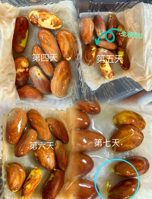 菠萝蜜种子盆栽的教程？菠萝蜜种子怎么种盆栽 方法？-第4张图片-优品飞百科