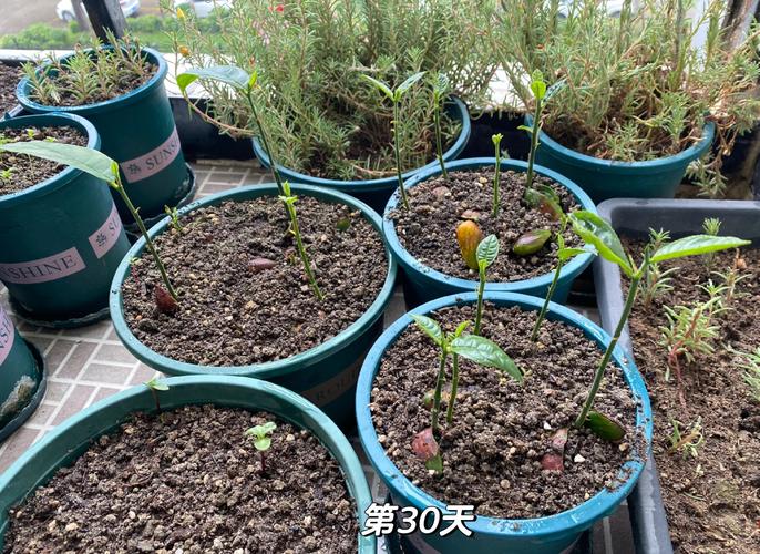 菠萝蜜种子盆栽的教程？菠萝蜜种子怎么种盆栽 方法？-第5张图片-优品飞百科
