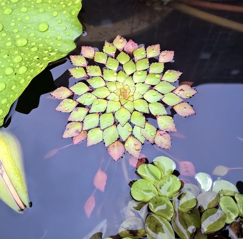 非洲大叶榕怎么养，非洲大叶花梨木好吗-第3张图片-优品飞百科