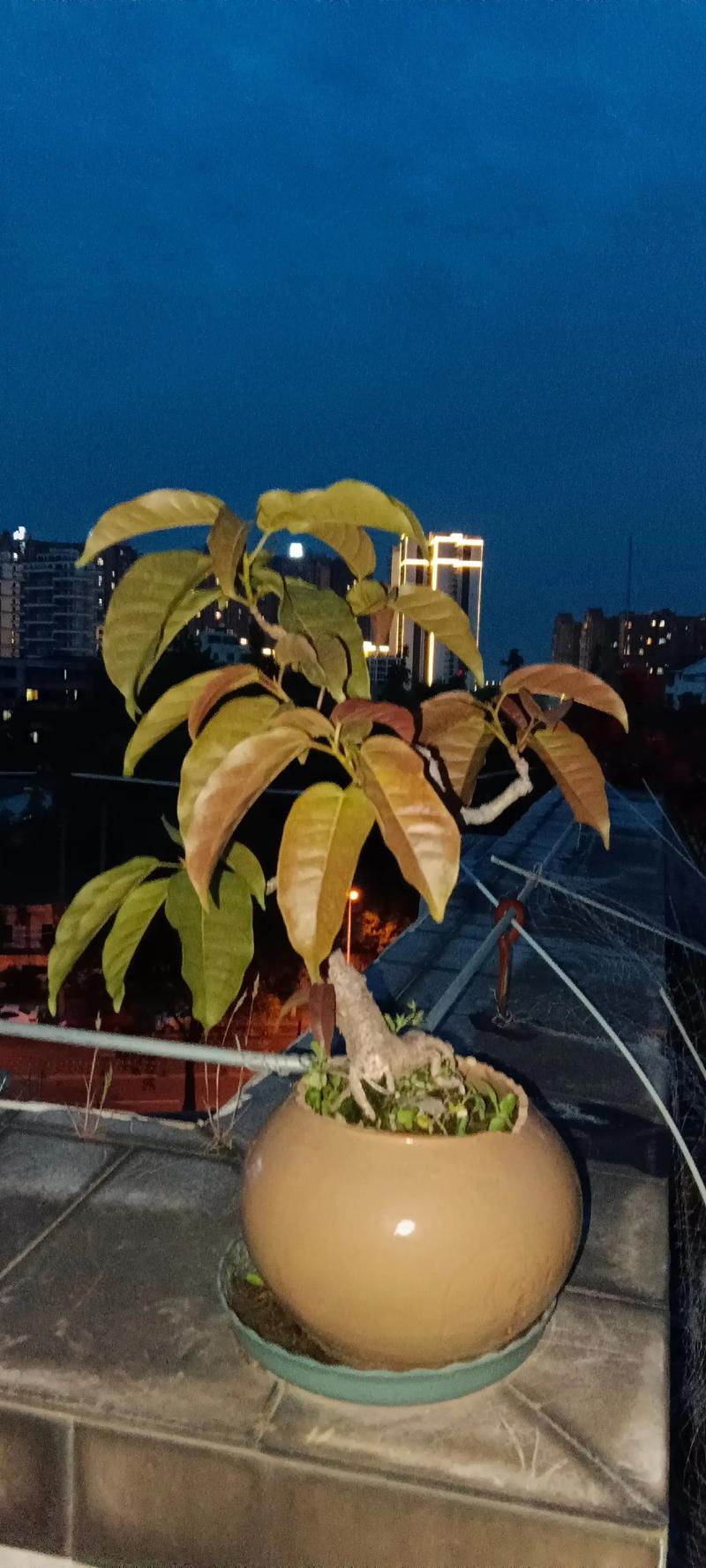 非洲大叶榕怎么养，非洲大叶花梨木好吗-第6张图片-优品飞百科