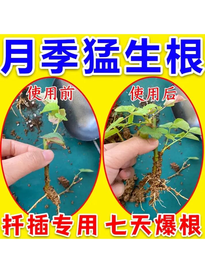 新买的玫瑰怎么养，刚买回来的玫瑰要怎么处理