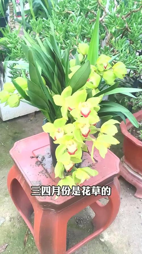 如何使结香在元旦开花，结香的开花时间-第2张图片-优品飞百科