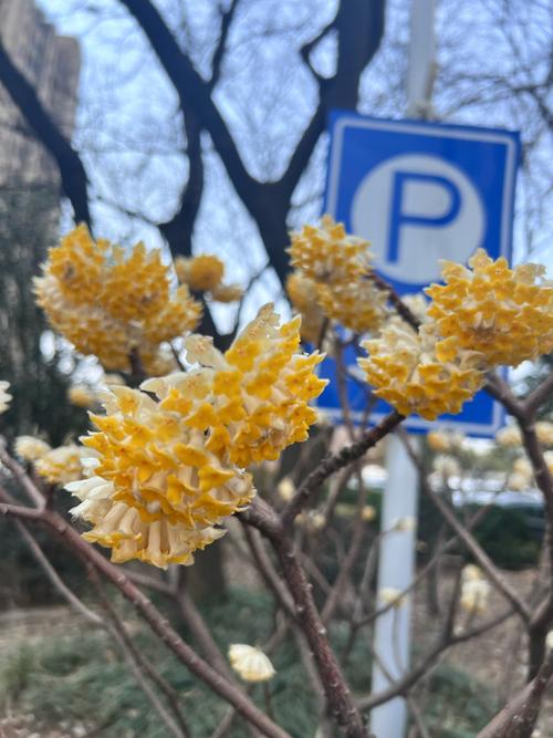 如何使结香在元旦开花，结香的开花时间-第4张图片-优品飞百科