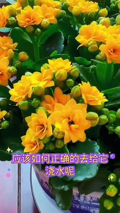长寿花怎么浇水？凤尾长寿花怎么浇水？-第2张图片-优品飞百科