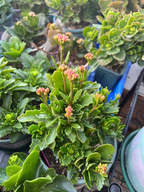 长寿花怎么浇水？凤尾长寿花怎么浇水？-第3张图片-优品飞百科