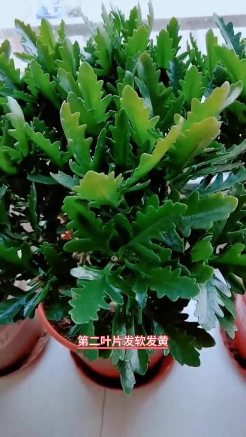 长寿花怎么浇水？凤尾长寿花怎么浇水？-第4张图片-优品飞百科