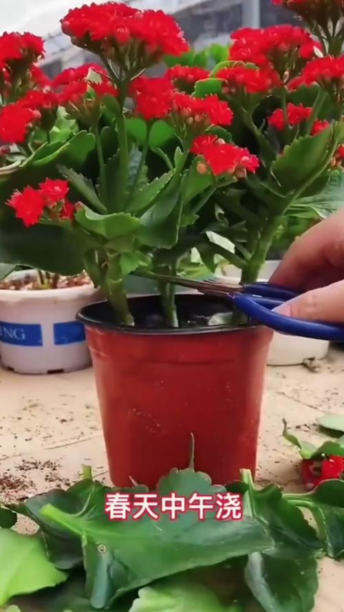 长寿花怎么浇水？凤尾长寿花怎么浇水？-第5张图片-优品飞百科