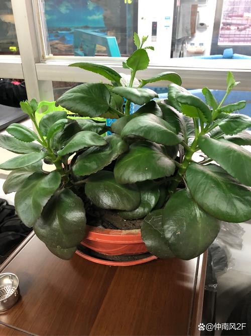 长寿花怎么浇水？凤尾长寿花怎么浇水？-第6张图片-优品飞百科