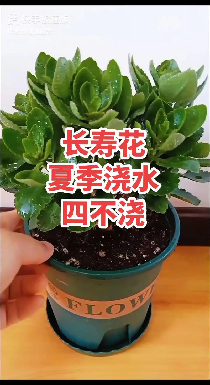 长寿花怎么浇水？凤尾长寿花怎么浇水？-第7张图片-优品飞百科