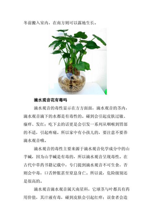 滴水观音扦插要点？扦插的滴水观音多久长出叶子？-第4张图片-优品飞百科