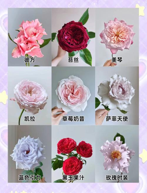 玫瑰花怎么种，玫瑰花怎么种才能活？