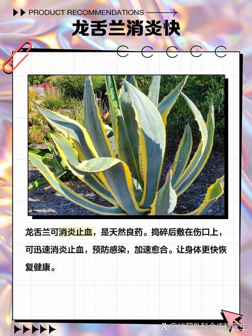 龙舌兰过冬温度，龙舌兰越冬温度-第2张图片-优品飞百科
