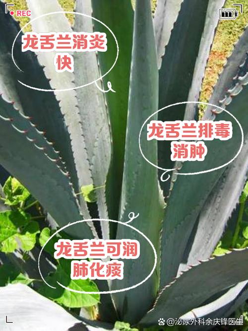 龙舌兰过冬温度，龙舌兰越冬温度-第6张图片-优品飞百科
